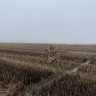 Куртка маскировочная ДУ, цвет пожухлой травы и кукурузы (К12)